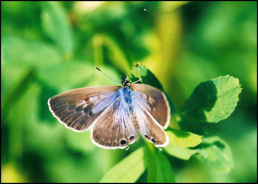 licenide strano da ident - Leptotes pirithous (femmina)